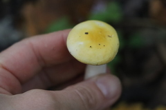 Russula acetolens