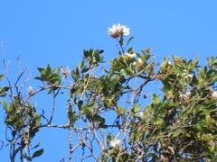 Ancylobothrys petersiana