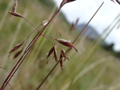 Festuca altaica