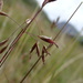 Rough Fescue - Photo (c) jozien, some rights reserved (CC BY-NC), uploaded by jozien