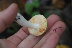 Russula acetolens