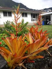 Aechmea blanchetiana
