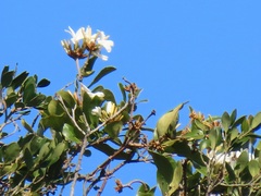 Ancylobothrys petersiana