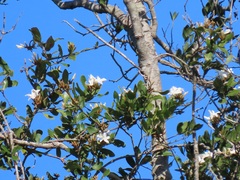 Ancylobothrys petersiana