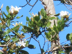 Ancylobothrys petersiana