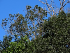 Ancylobothrys petersiana