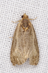 Olethreutes inornatana