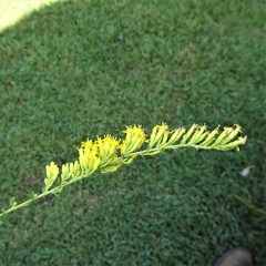 Solidago radula