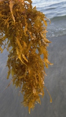 Sargassum sinicola