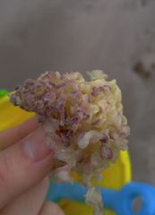 Phyllonotus erythrostomus