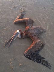 Pelecanus occidentalis