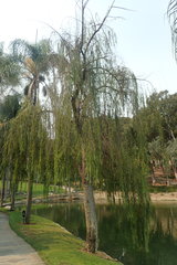 Salix babylonica babylonica