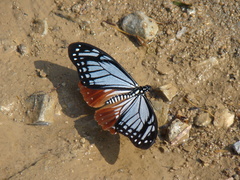 Papilio agestor
