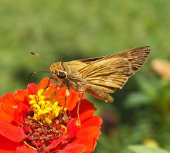 Atalopedes campestris huron