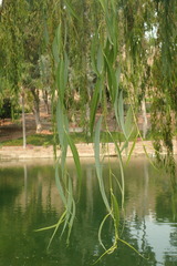 Salix babylonica babylonica