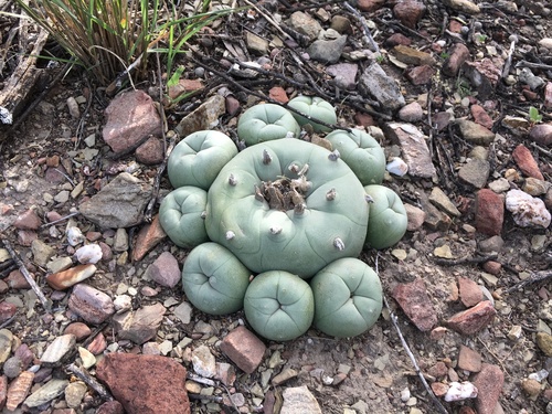 Lophophora diffusa