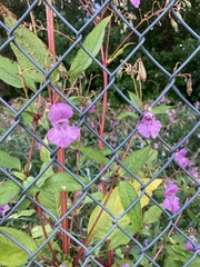 Impatiens glandulifera