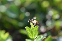 Toxomerus geminatus