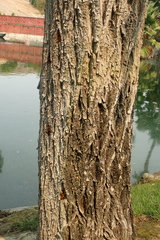Salix babylonica babylonica