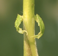 Salix babylonica babylonica