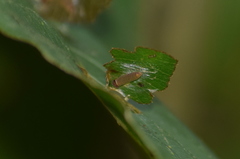 Coladenia indrani