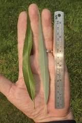 Salix babylonica babylonica
