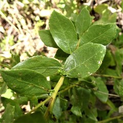 Solidago radula