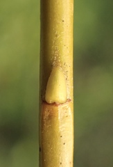 Salix babylonica babylonica