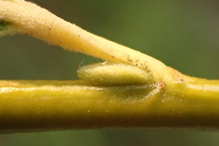 Salix babylonica babylonica