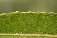 Salix babylonica babylonica