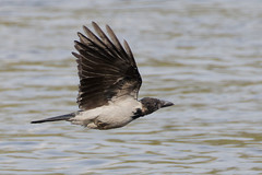Corvus cornix