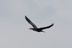 Phalacrocorax carbo