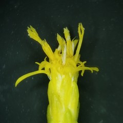 Solidago radula