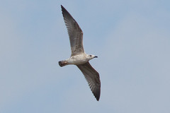 Larus argentatus