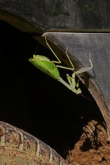 Stagmatoptera praecaria