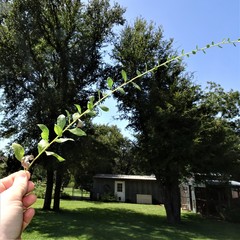 Solidago radula
