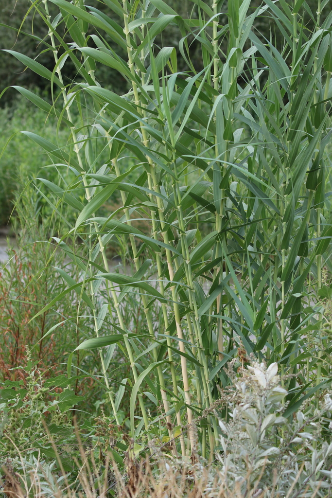 giant reed from San Bernardino, California, United States on September ...