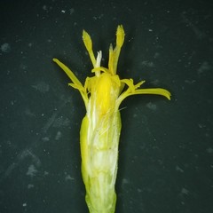 Solidago radula