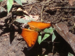 Polyura paphianus