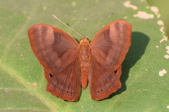 Abisara bifasciata