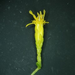 Solidago radula