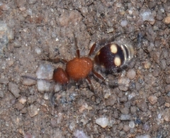 Dasymutilla quadriguttata