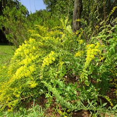 Solidago radula