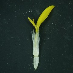 Solidago radula