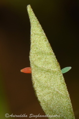 Leptosia nina