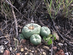 Lophophora diffusa