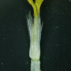 Solidago radula
