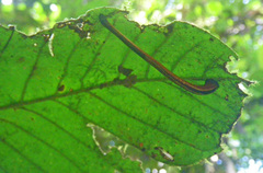 Haemadipsa guangchuanensis