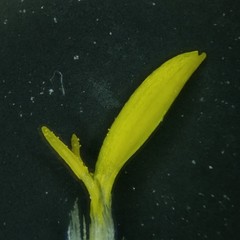 Solidago radula
