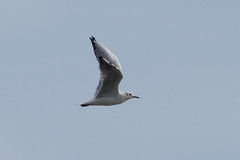 Chroicocephalus ridibundus